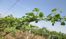 猕猴桃修剪技术视频,视频教程深度解析